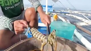 Креветка мантис как наживка неожиданный результат морской охоты