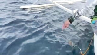 Креветка мантис как наживка неожиданный результат морской охоты