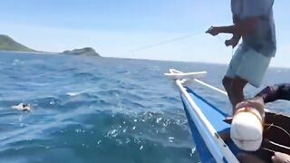 Креветка мантис как наживка неожиданный результат морской охоты