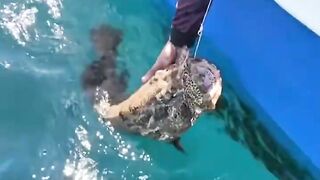 Креветка мантис как наживка неожиданный результат морской охоты