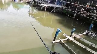 Nff gắn lưỡi có lò so câu cá mú ở địa hình phức tạp #fishing