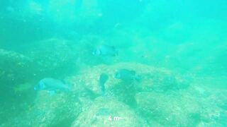 Underwater Sri Lanka - Unawatuna. Jungle Beach. Reef and Coral Fish. Diving and Snorkeling tour.