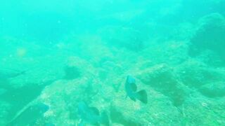 Underwater Sri Lanka - Unawatuna. Jungle Beach. Reef and Coral Fish. Diving and Snorkeling tour.