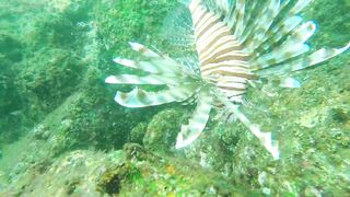 Underwater Sri Lanka - Unawatuna. Jungle Beach. Reef and Coral Fish. Diving and Snorkeling tour.