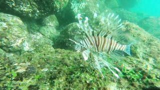 Underwater Sri Lanka - Unawatuna. Jungle Beach. Reef and Coral Fish. Diving and Snorkeling tour.