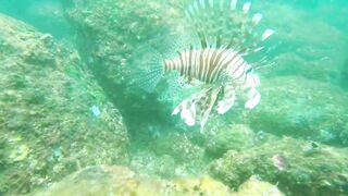 Underwater Sri Lanka - Unawatuna. Jungle Beach. Reef and Coral Fish. Diving and Snorkeling tour.