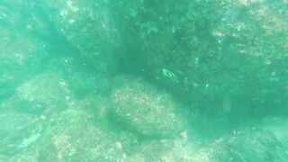 Underwater Sri Lanka - Unawatuna. Jungle Beach. Reef and Coral Fish. Diving and Snorkeling tour.