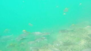 Underwater Sri Lanka - Unawatuna. Jungle Beach. Reef and Coral Fish. Diving and Snorkeling tour.