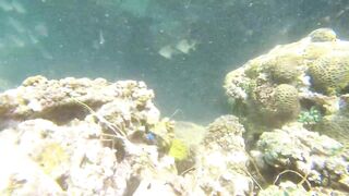 Underwater Sri Lanka - Unawatuna. Jungle Beach. Reef and Coral Fish. Diving and Snorkeling tour.