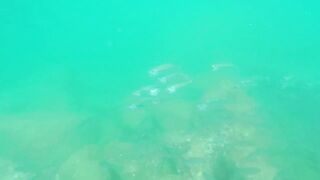 Underwater Sri Lanka - Unawatuna. Jungle Beach. Reef and Coral Fish. Diving and Snorkeling tour.