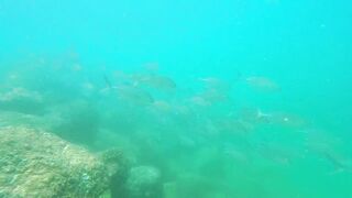 Underwater Sri Lanka - Unawatuna. Jungle Beach. Reef and Coral Fish. Diving and Snorkeling tour.