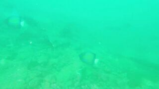 Underwater Sri Lanka - Unawatuna. Jungle Beach. Reef and Coral Fish. Diving and Snorkeling tour.