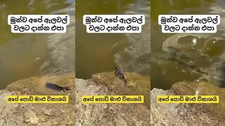 peacock bass | පොඩි මාළු වඳ කරන දැවැන්තයා #peacockbass #fishing