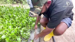 Deduru Oya Sri Lanka как ловят පට්ට මාළු и чем приманивают