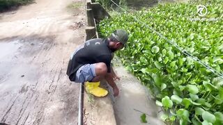 Deduru Oya Sri Lanka как ловят පට්ට මාළු и чем приманивают