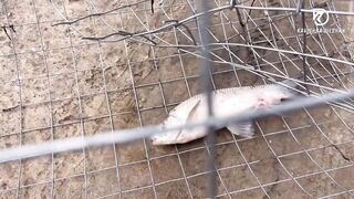 Deduru Oya Sri Lanka как ловят පට්ට මාළු и чем приманивают