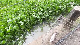 Deduru Oya Sri Lanka как ловят පට්ට මාළු и чем приманивают