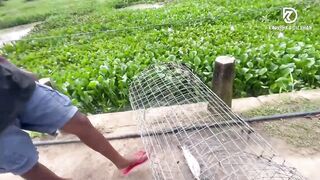 Deduru Oya Sri Lanka как ловят පට්ට මාළු и чем приманивают