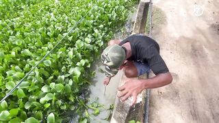 Deduru Oya Sri Lanka как ловят පට්ට මාළු и чем приманивают