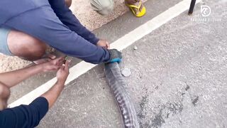 Deduru Oya Sri Lanka как ловят පට්ට මාළු и чем приманивают