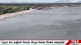 Sri Lanka: запрет на 4 импортных рыб пирания и кто ещё под баном?