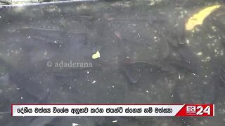 Sri Lanka: запрет на 4 импортных рыб пирания и кто ещё под баном?