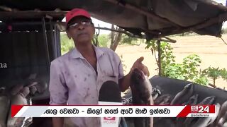 Sri Lanka: запрет на 4 импортных рыб пирания и кто ещё под баном?