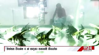 Sri Lanka: запрет на 4 импортных рыб пирания и кто ещё под баном?