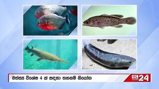 Sri Lanka: запрет на 4 импортных рыб пирания и кто ещё под баном?