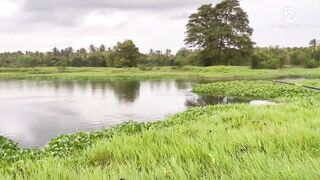 Sri Lanka - Maguru Oya Fishing странный опыт с рыбой из දැදුරු ඔය