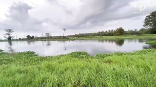 Sri Lanka - Maguru Oya Fishing странный опыт с рыбой из දැදුරු ඔය