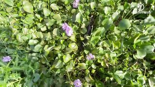 Sri Lanka - Maguru Oya Fishing странный опыт с рыбой из දැදුරු ඔය