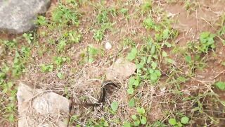 「යමං」 Sri Lanka куда поехать на ловлю и что там клюет?