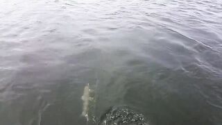 Cam Ranh câu cá короткий выход на воду что клюнуло и на какую снасть