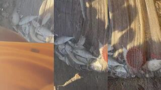 Dewata Beach Galle традиционный лов сетями утром на пляже