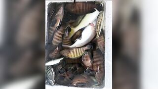 Phú Quốc (Фукуок) морская рыбалка с кано и снорклинг по кораллам