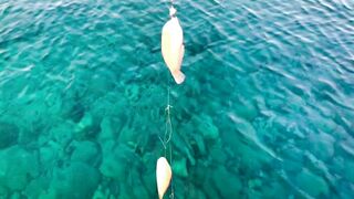 Турция Tekirova grouper на спиннинг и бешеный клев хирургов