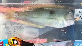 Турция Tekirova grouper на спиннинг и бешеный клев хирургов