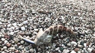 Турция Tekirova grouper на спиннинг и бешеный клев хирургов