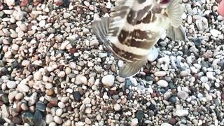 Турция Tekirova grouper на спиннинг и бешеный клев хирургов