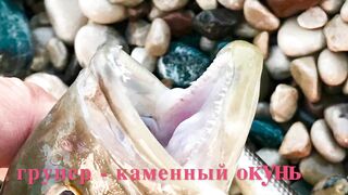 Турция Tekirova grouper на спиннинг и бешеный клев хирургов