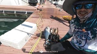 Doha Qatar/Доха каяк троллинг с Maguro samurai v2 PE1-3 на море