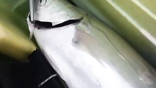 Doha Qatar/Доха каяк троллинг с Maguro samurai v2 PE1-3 на море