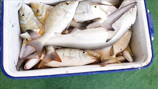 Ultimate Action.. fishing at Doha