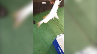 Ultimate Action.. fishing at Doha