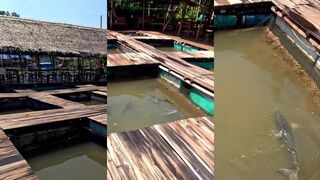 Fish Farm про выращивание или про улов что покажут в видео?