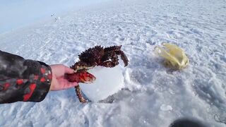 Ловля сахалинских крабов морские деликатесы прямо из подсака