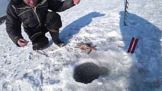 Ловля сахалинских крабов морские деликатесы прямо из подсака