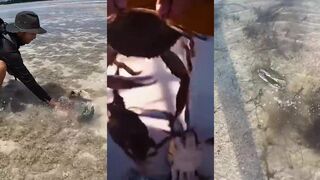 Средиземное море голубые крабы вредители и что делать если попались в улове