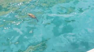 морская рыбалка в sharmelsheikh где точка и как не промахнуться по времени